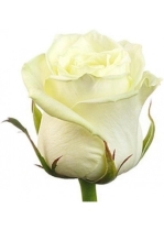 Картинки по запросу белая роза